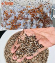 সিড মিক্স ১ কেজি - Image 2